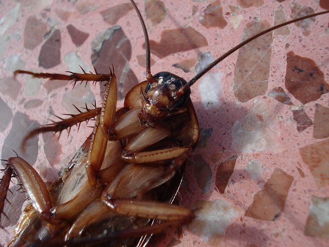 3 STEPS YOU NEED TO TAKE TO GET RID OF ROACHES