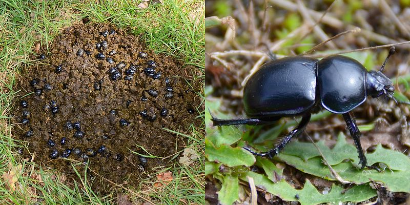 Dung Beetles