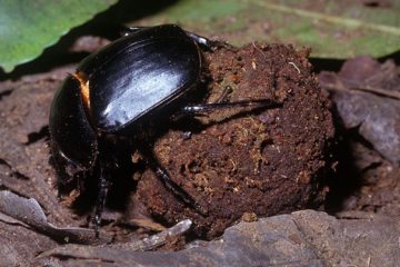 dung-beetle-facts