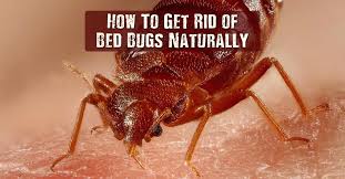 bed-bugs