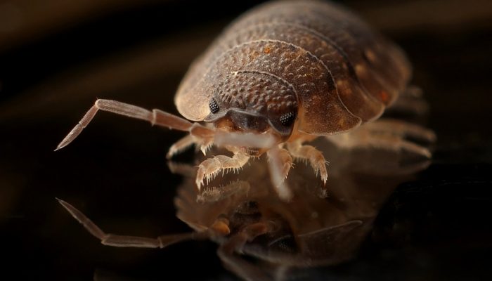 armadillo-worm-bug-insect (1)