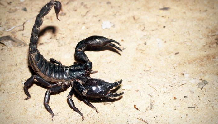 scorpion-931561_1280